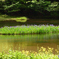 平池　カキツバタ　静寂