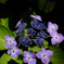 古都の七色花…６