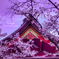 生田神社の桜・2