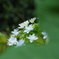 紫陽花の季節へ