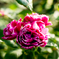 ユリの里公園の薔薇
