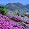 一花絢爛　⑧