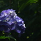 紫陽花に光が挿しこみました