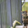 吾輩は猫である、ニャー # 99