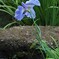 菖蒲田の風景①