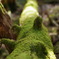 白駒の池