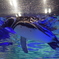 すみだ水族館　ペンギン