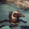 ペンギン