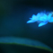蒼く灯る花