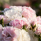 ユリの里公園の薔薇２