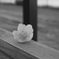 ベンチに花
