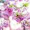 Cherry blossoms 