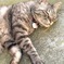 My kitty