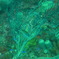 名前がわからないお魚