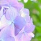 菱の花