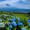 紫陽花のある風景