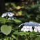 清水谷公園　紫陽花 (1)