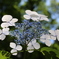 清水谷公園　紫陽花 (2)