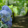 Hydrangea road