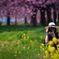 菜の花に潜むスナイパー〝S〟