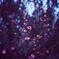 Blue-Pink