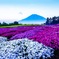 moss phlox