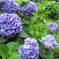 紫陽花
