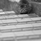 吾輩は猫である、ニャー # 104
