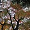 紅葉山へ分け入る