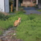 野良猫