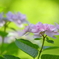 紫陽花