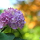 街の花