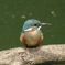 カワセミのヒナ２
