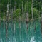 青い池