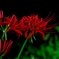 Lycoris radiata