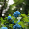 紫陽花が綺麗に咲いてました。