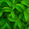Green Rain