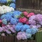 色彩豊かな紫陽花