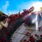 真っ赤な薔薇に太陽！