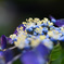 紫陽花　私、輝いています？