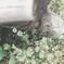 幸せ