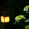 紫陽花と行燈と