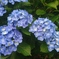 紫陽花①。
