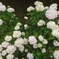 紫陽花③。