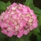 紫陽花④。