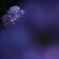 紫陽花