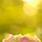 紫陽花