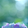 紫陽花