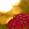 紫陽花