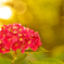 紫陽花